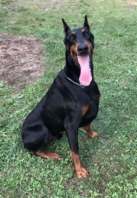 Structurally correct dogs with exceptional family pet dispositions. . Doberman breeders florida